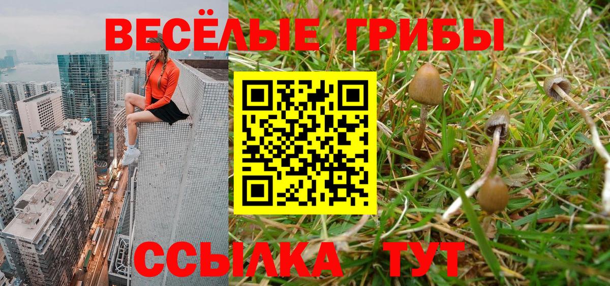 Галлюциногенные грибы Psilocybe Петрозаводск